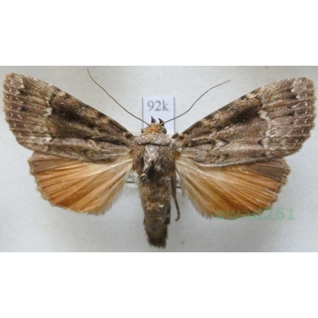 Amphipyra pyramidea (Linnaeus, 1758) Opłonka stogowica Czech92k